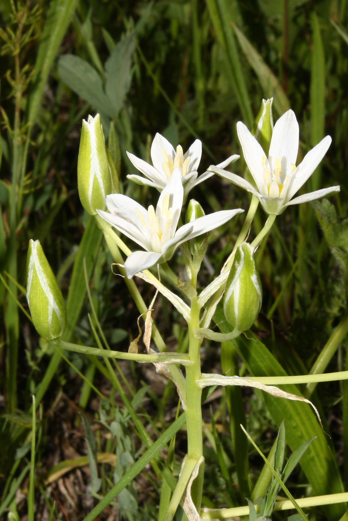 Ornithogalum divergens / Latte di gallina divergente